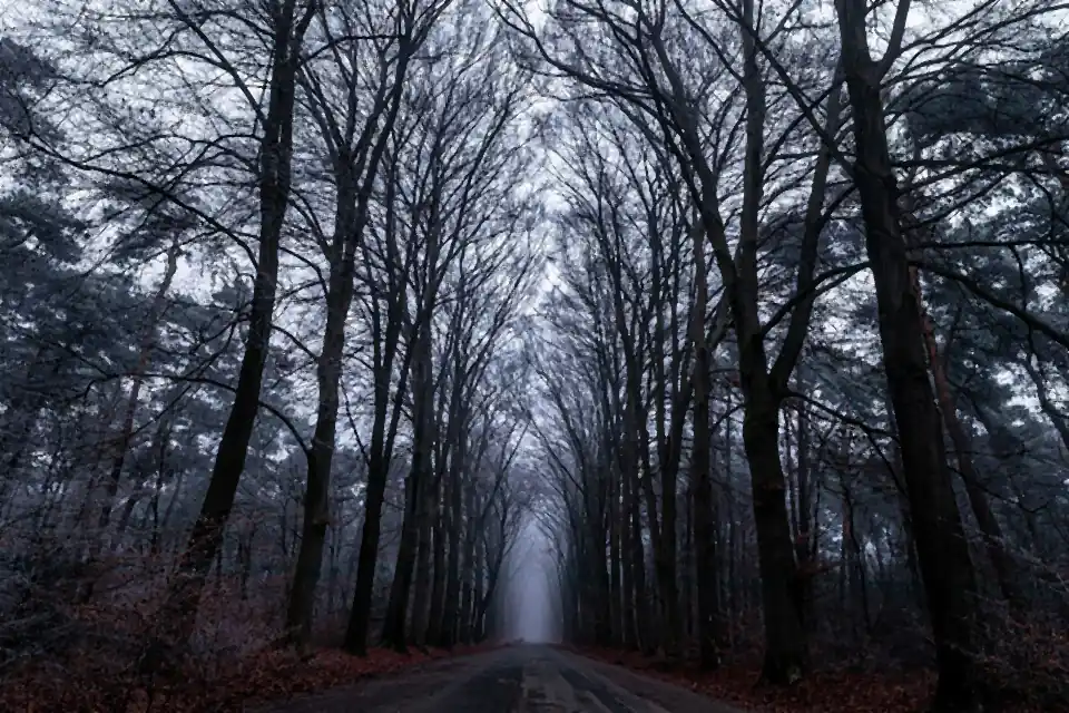 Waldweg bei Nacht, nur schwach beleuchtet