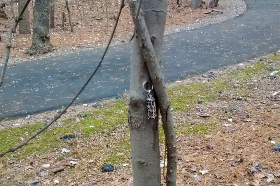 Kleiner Geocache, mit einem Nagel an einen Baumstamm gehängt